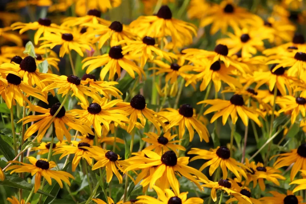 rudbeckia-fulgida-goldsturm